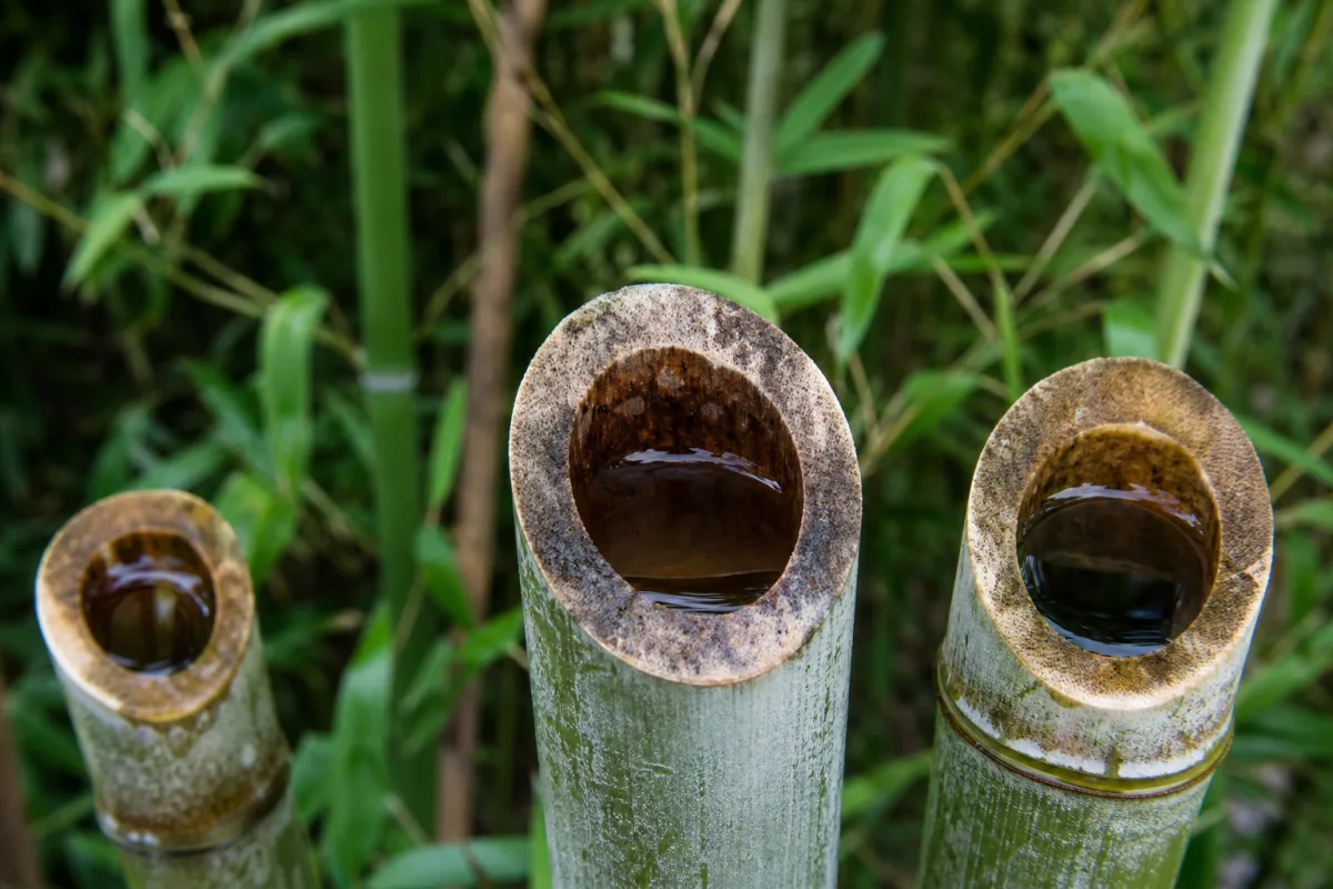 Tiges de bambou coupées retenant de l’eau de pluie dans un jardin