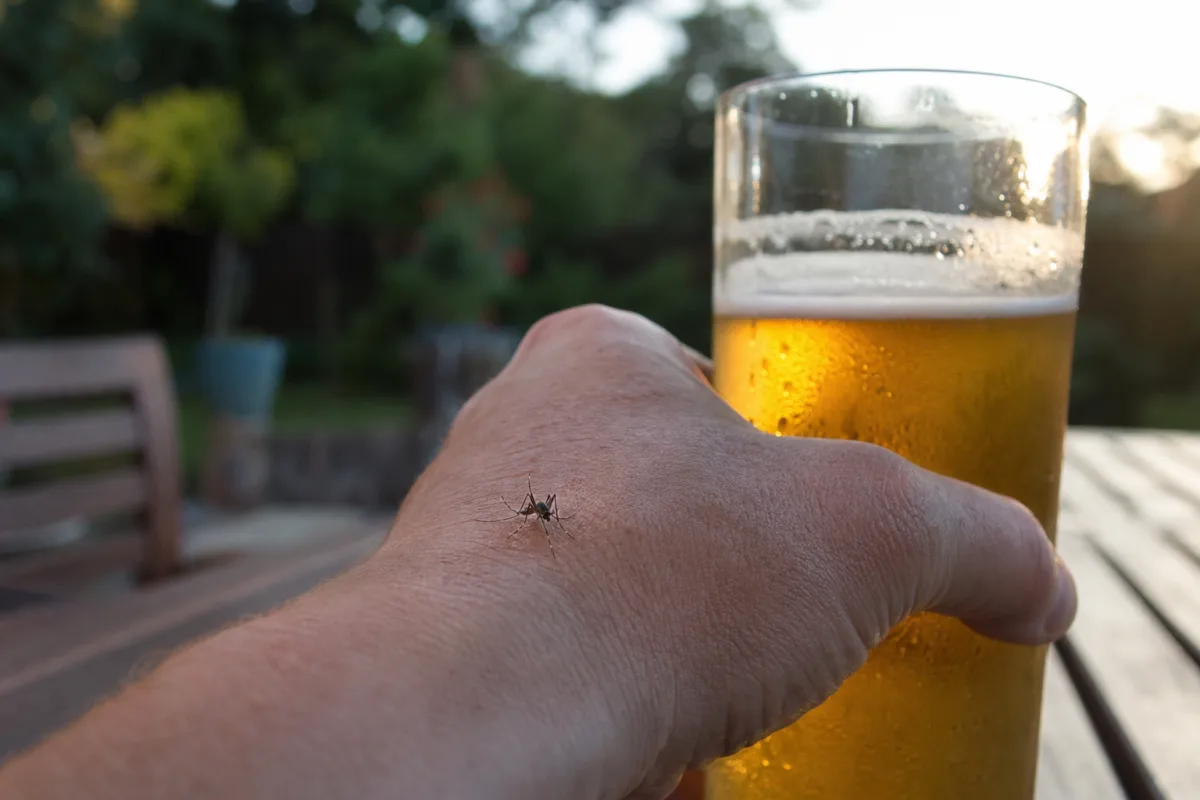 Moustique posé sur la main d’une personne tenant un verre de bière