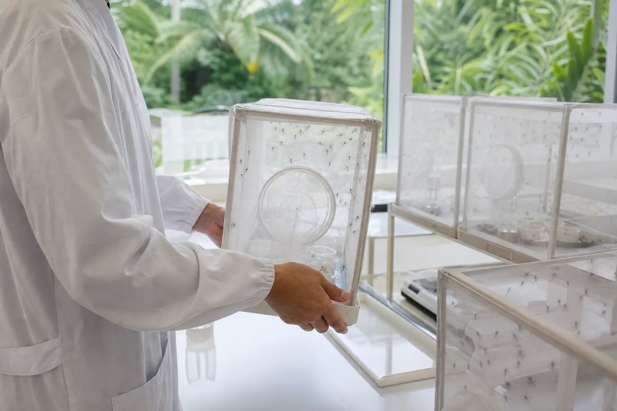 Élevage de moustiques en laboratoire pour la lutte contre la dengue au Brésil