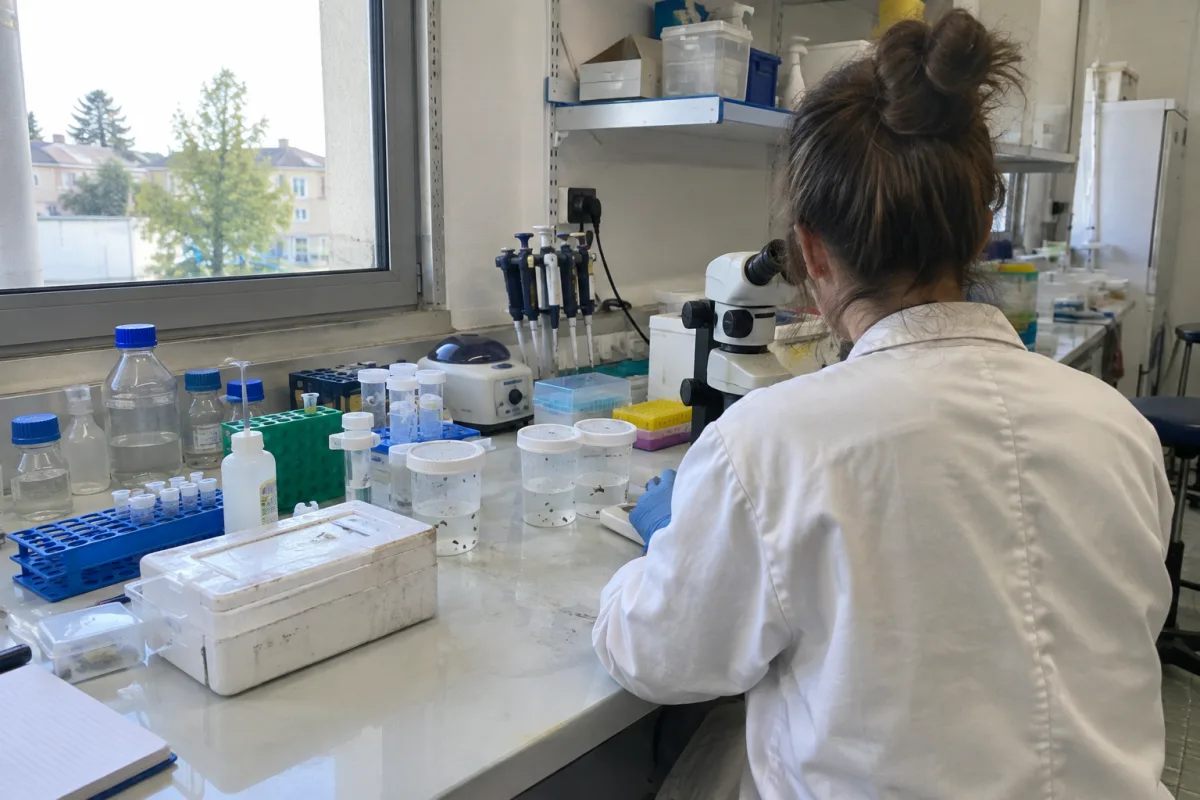 Dans un laboratoire municipal en France, des flacons et du matériel de recherche sont disposés sur une paillasse, évoquant l’étude de moustiques génétiquement modifiés sans montre…