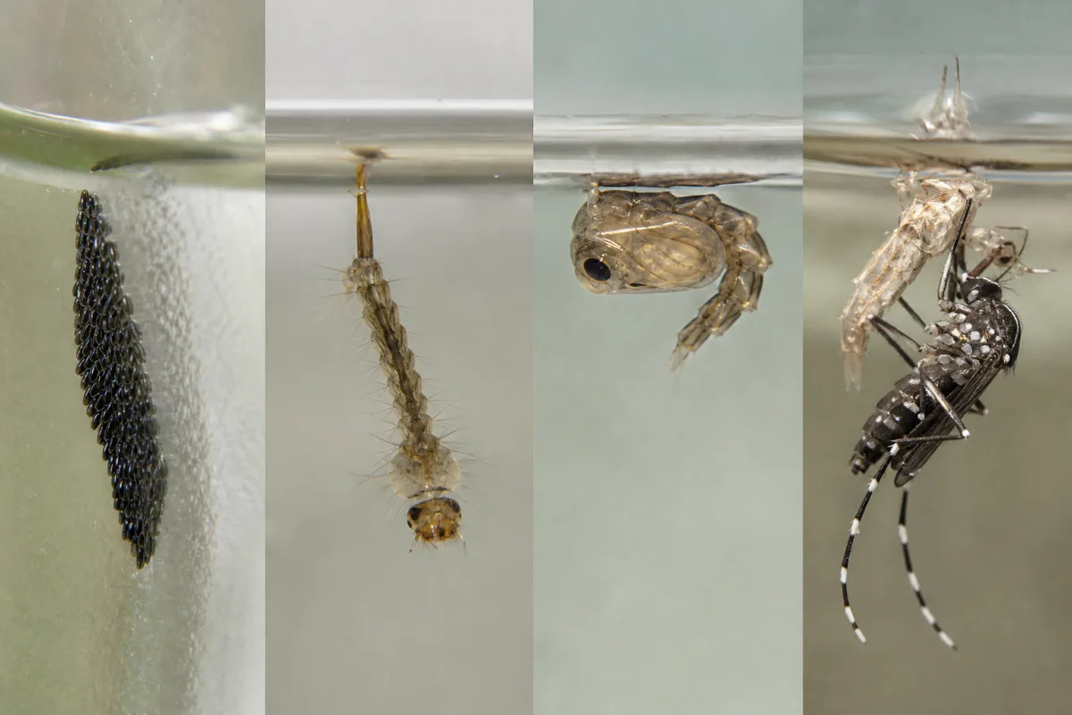 Cycle de vie du moustique tigre : œufs, larve, nymphe et adulte
