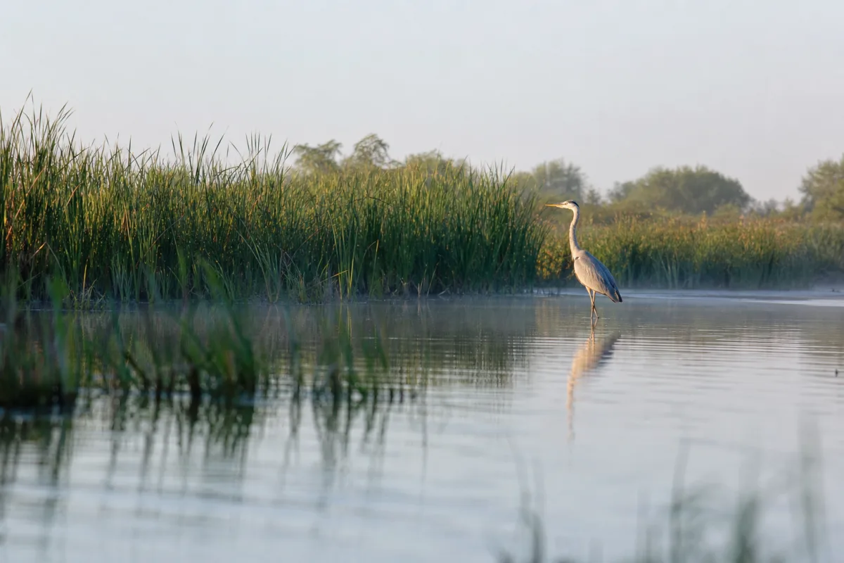 Zone humide naturelle avec roseaux et héron