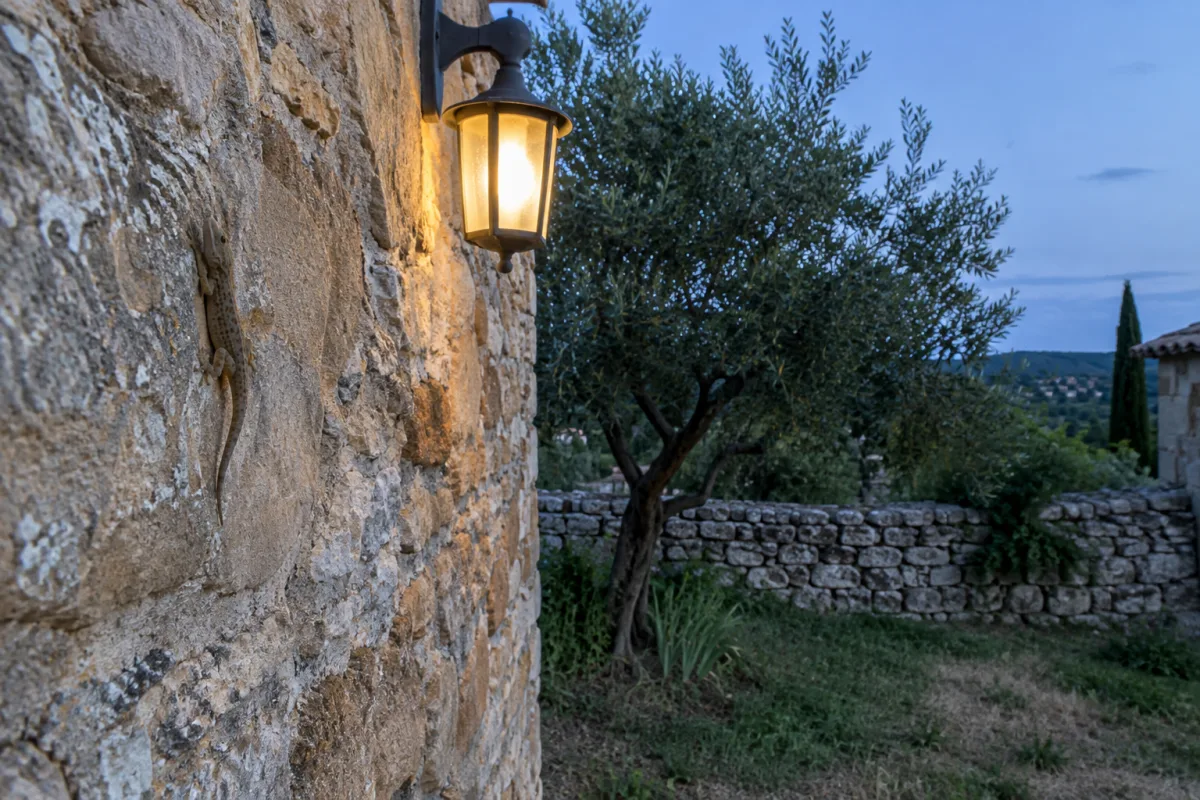 Tarente plaquée contre un vieux mur de pierre près d’une lanterne allumée au crépuscule, olivier et muret en arrière-plan