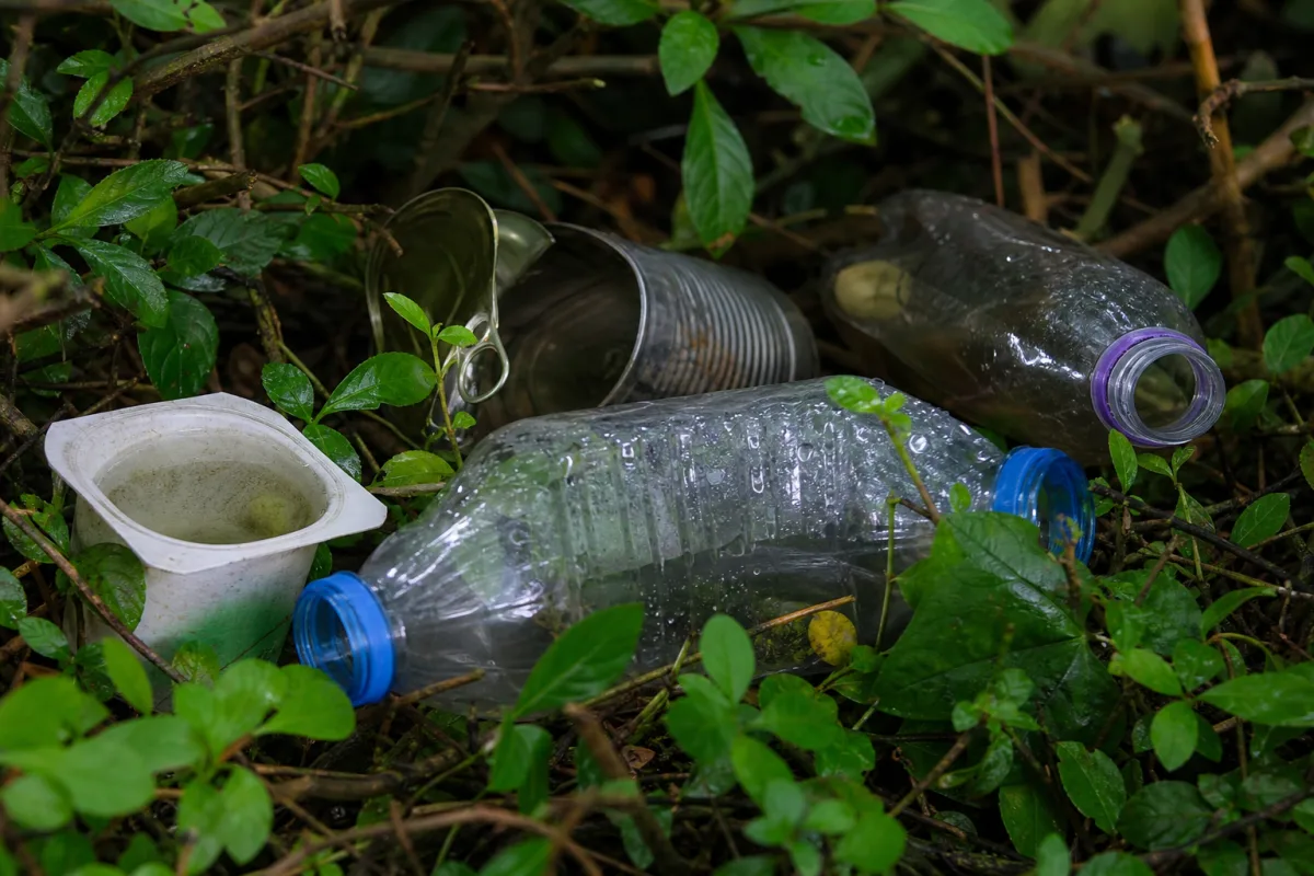 Bouteilles et canettes abandonnées retenant de l’eau dans une haie