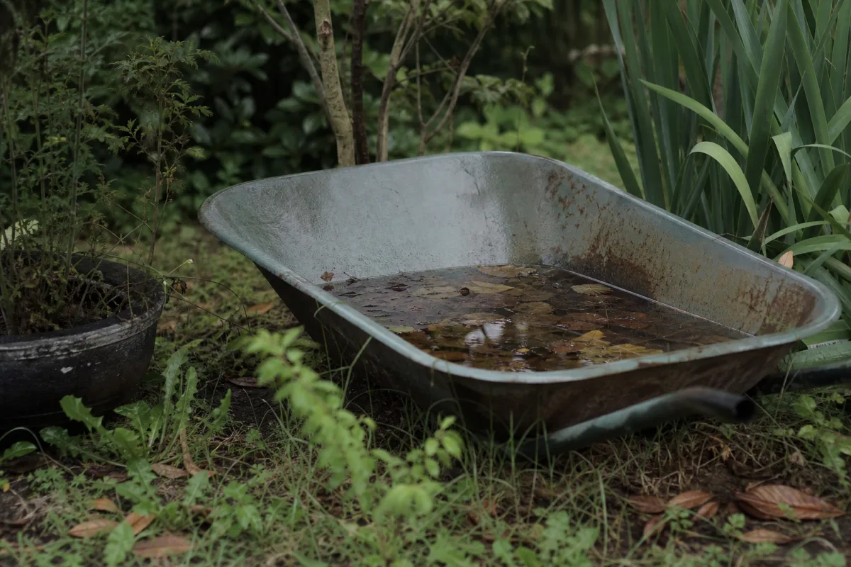 Brouette remplie d’eau de pluie au fond d’un jardin