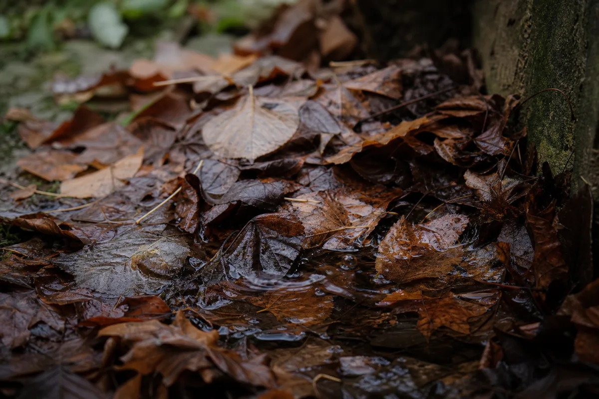 Feuilles mortes retenant de l’eau dans un coin de jardin