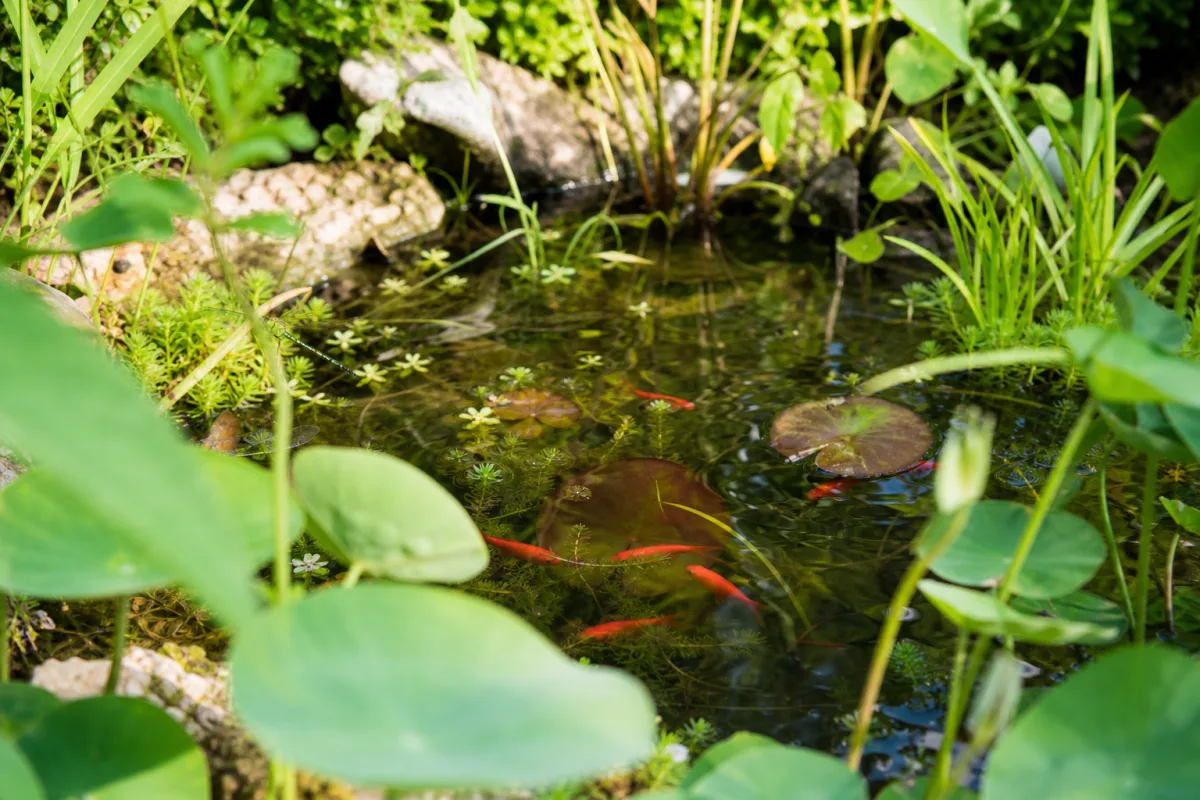Petit étang de jardin avec plantes aquatiques et poissons