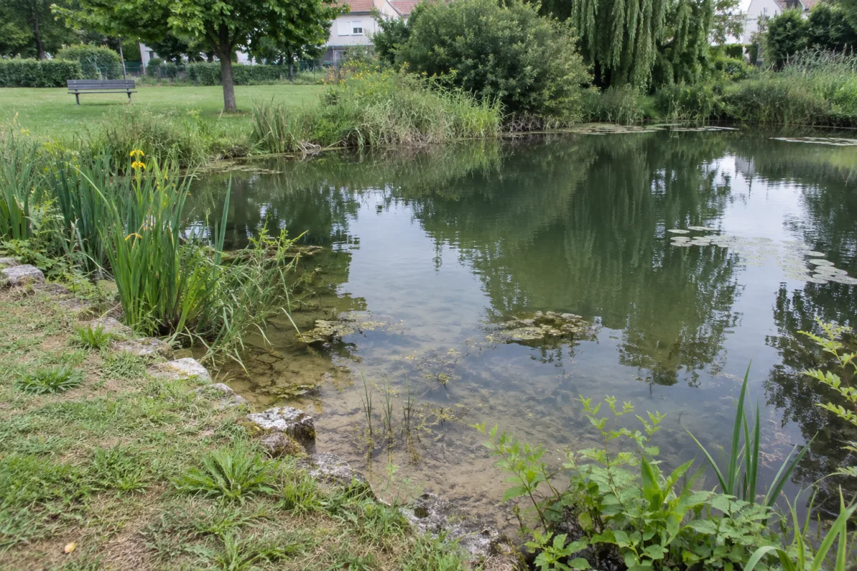 Un petit étang aux eaux calmes, bordé de végétation aquatique, dans un jardin communal en France, avec quelques zones peu profondes visibles près de la berge