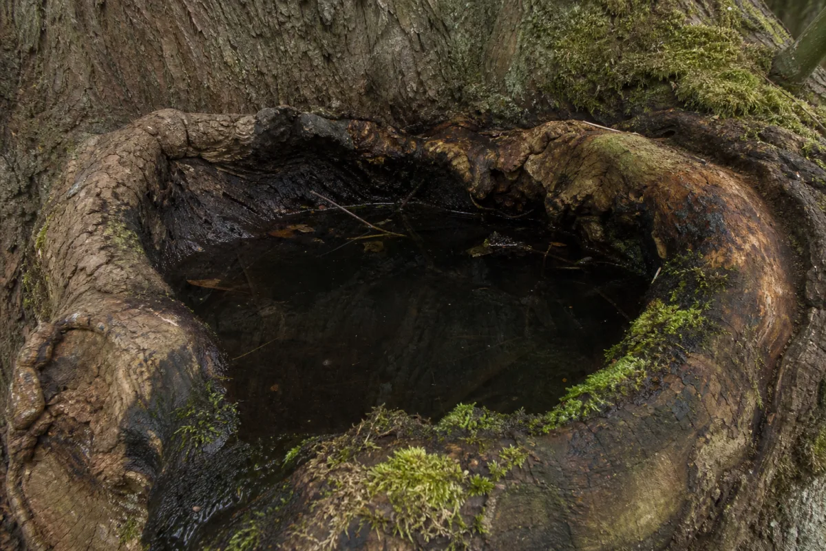 Creux d’arbre rempli d’eau de pluie