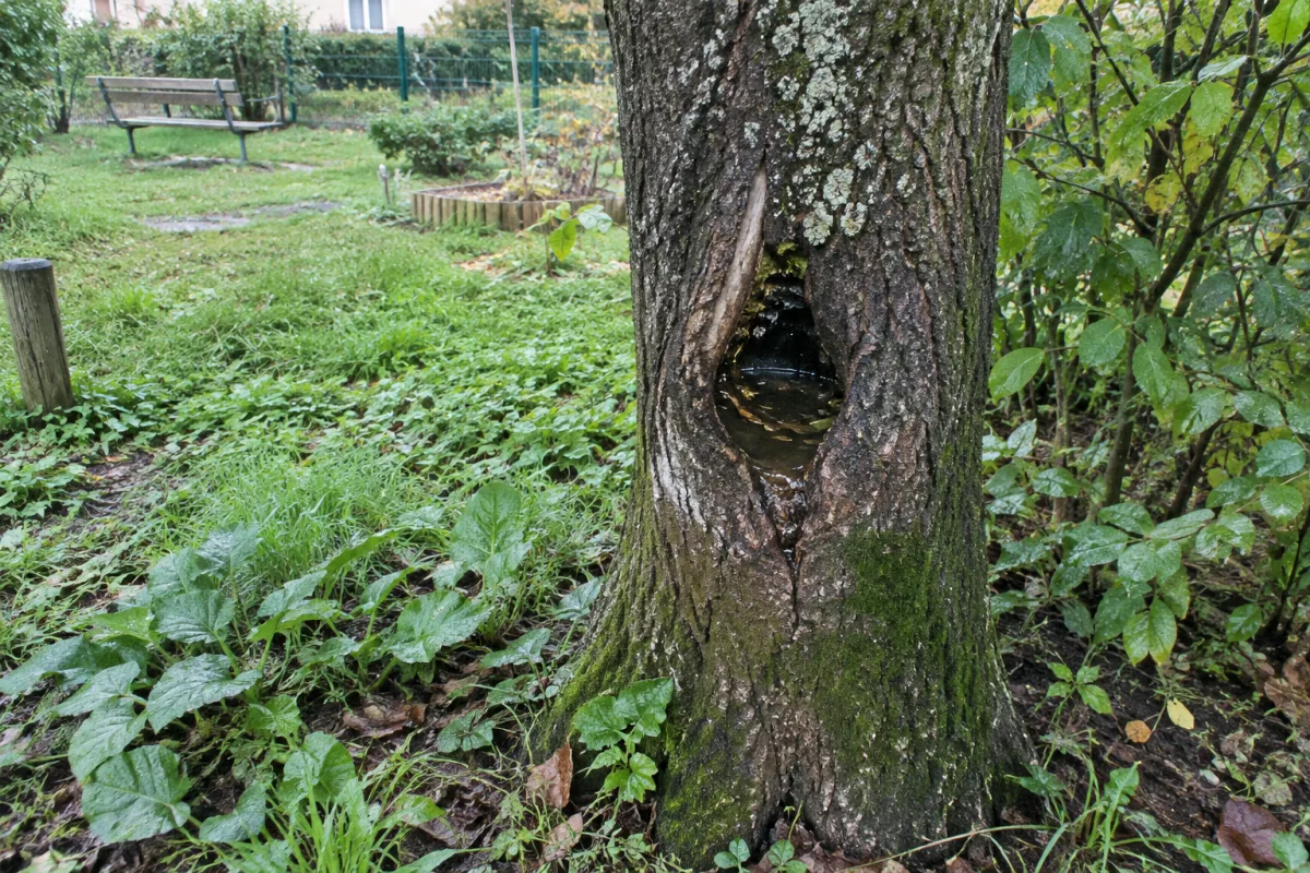 Dans un jardin communal en France, une cavité remplie d’eau est visible dans le tronc d’un arbre, au milieu de végétation ordinaire et de feuilles humides