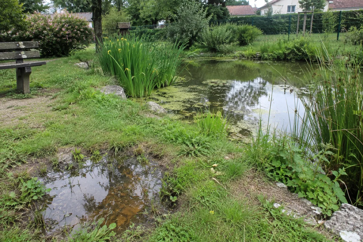 Dans un jardin communal en France, une mare bordée de végétation aquatique et quelques zones d’eau stagnante illustrent concrètement les habitats favorables aux larves de moustiqu…