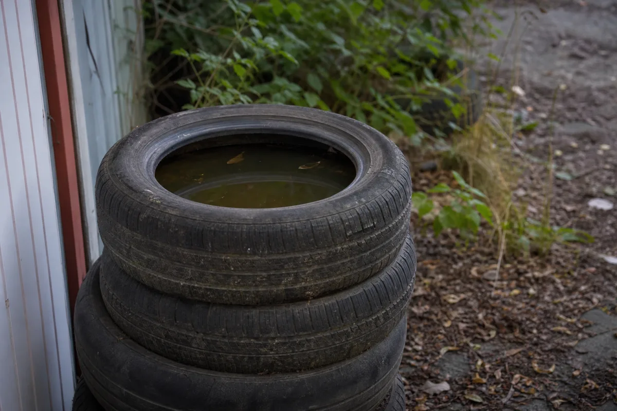 Vieux pneus stockés dehors avec de l’eau stagnante à l’intérieur