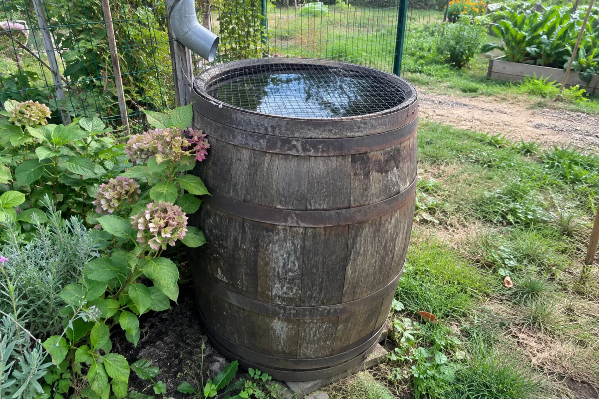 Un tonneau en bois rempli d’eau est installé dans un jardin communal en France, avec une fine grille posée sur l’ouverture et quelques plantes autour