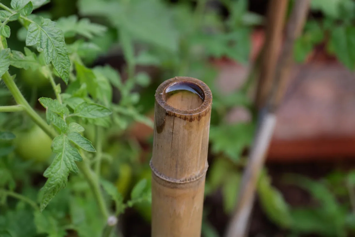 Tuteur en bambou ouvert rempli d’eau dans un potager