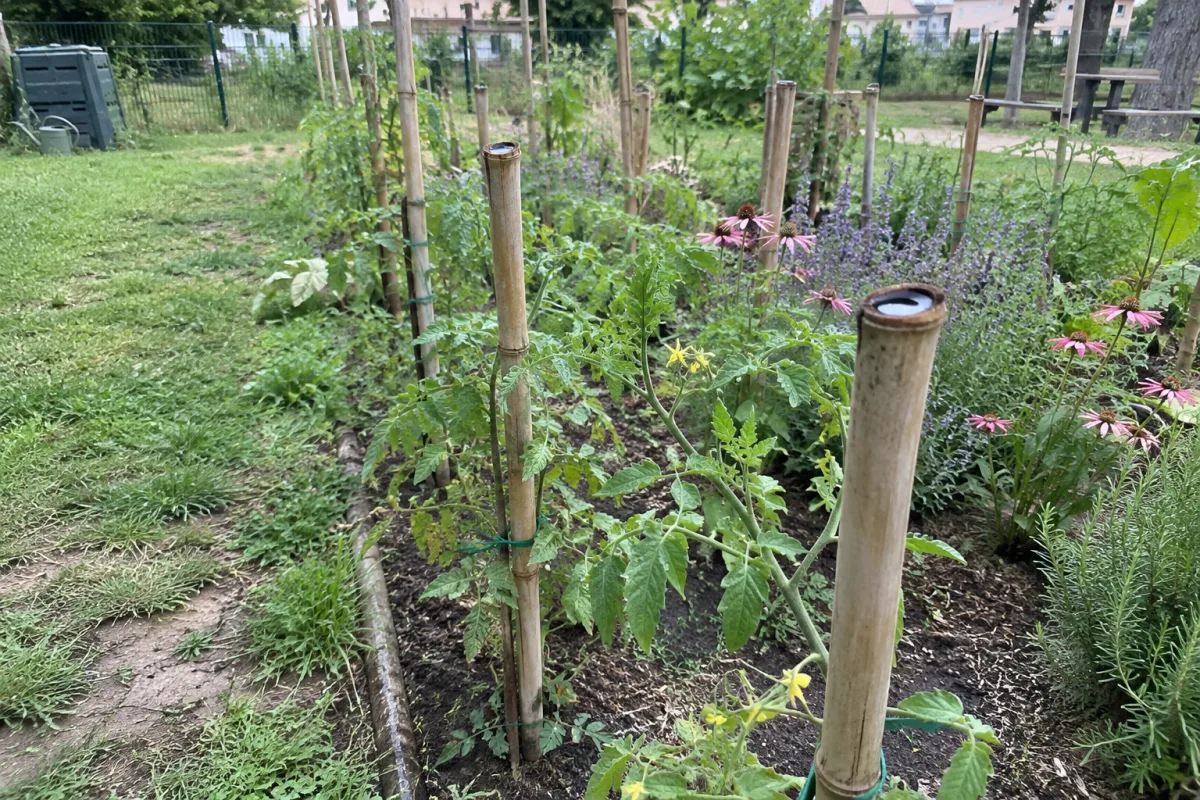 Dans un jardin communal en France, plusieurs tuteurs en bambou soutiennent des plants près d’un massif, certains présentant des cavités où l’eau de pluie peut stagner