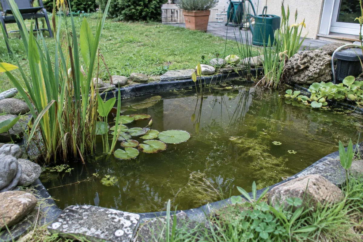 Dans un jardin résidentiel en France, un petit bassin d’ornement entouré de plantes aquatiques et de quelques algues montre une eau stagnante susceptible d’abriter des larves de m…