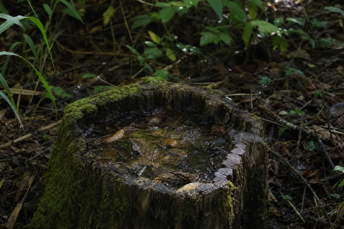 Souche creuse remplie d’eau de pluie dans un sous-bois