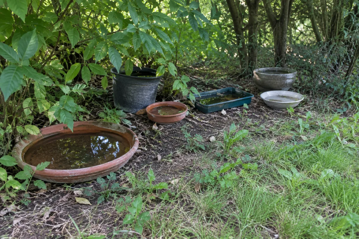 Dans un jardin communal en France, plusieurs soucoupes et petits récipients contenant de l’eau stagnante sont posés à l’ombre sous des arbustes, près d’un sous-bois