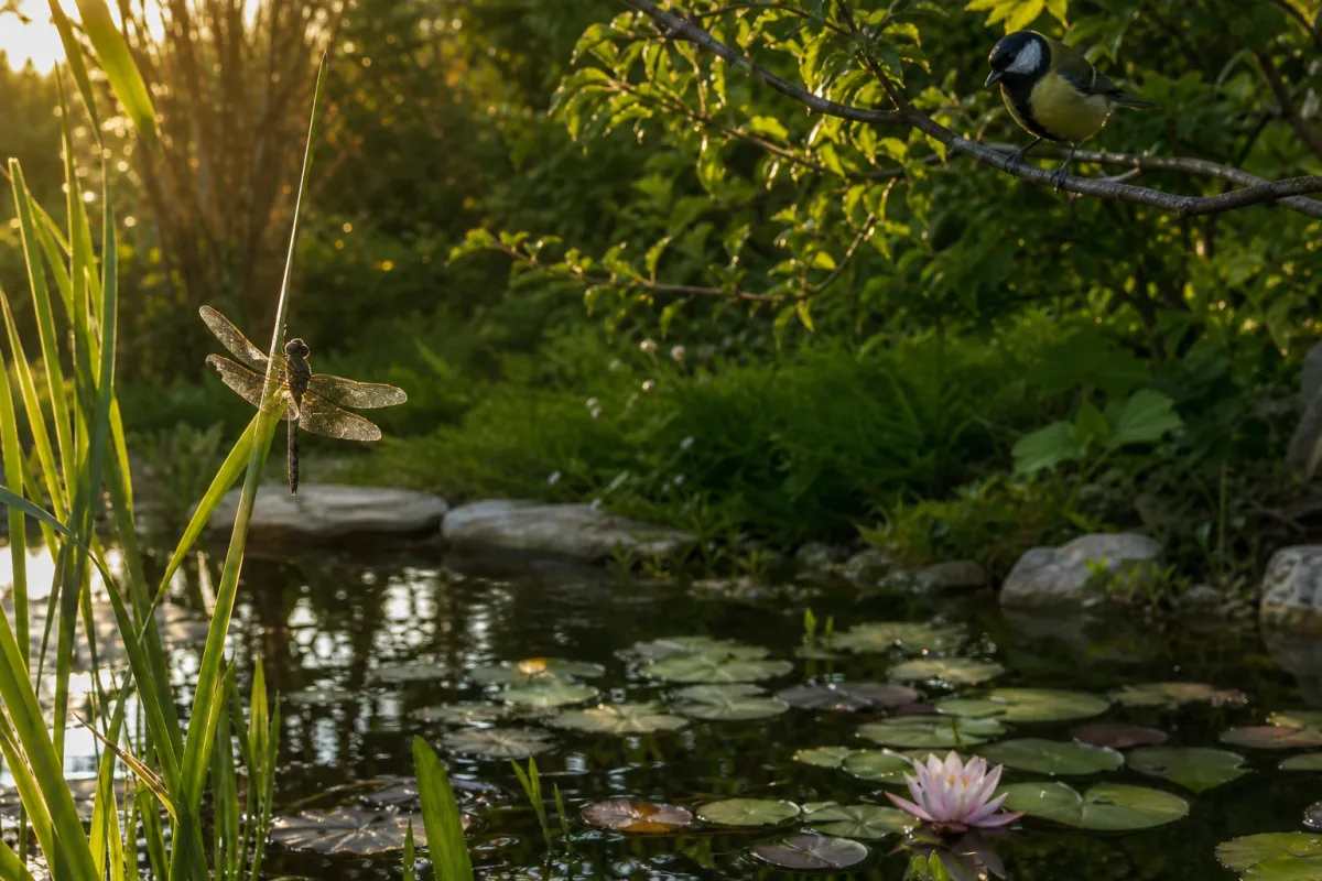 Mare de jardin avec libellule et mésange, biodiversité face au moustique tigre