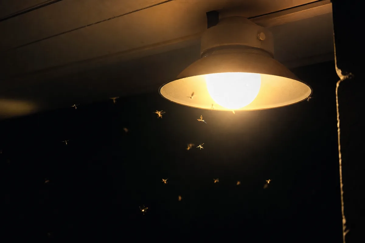 Moustiques attirés autour d’une ampoule allumée la nuit