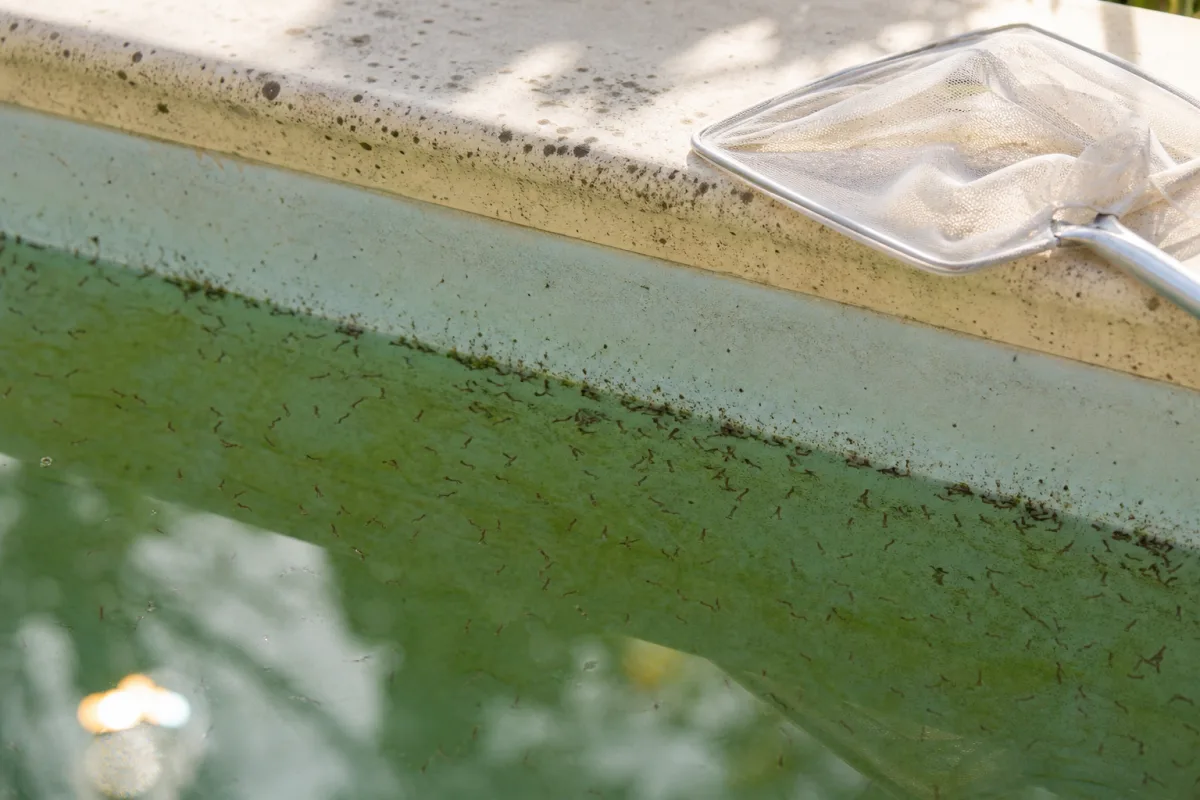 Larves de moustiques près de la margelle d’une piscine