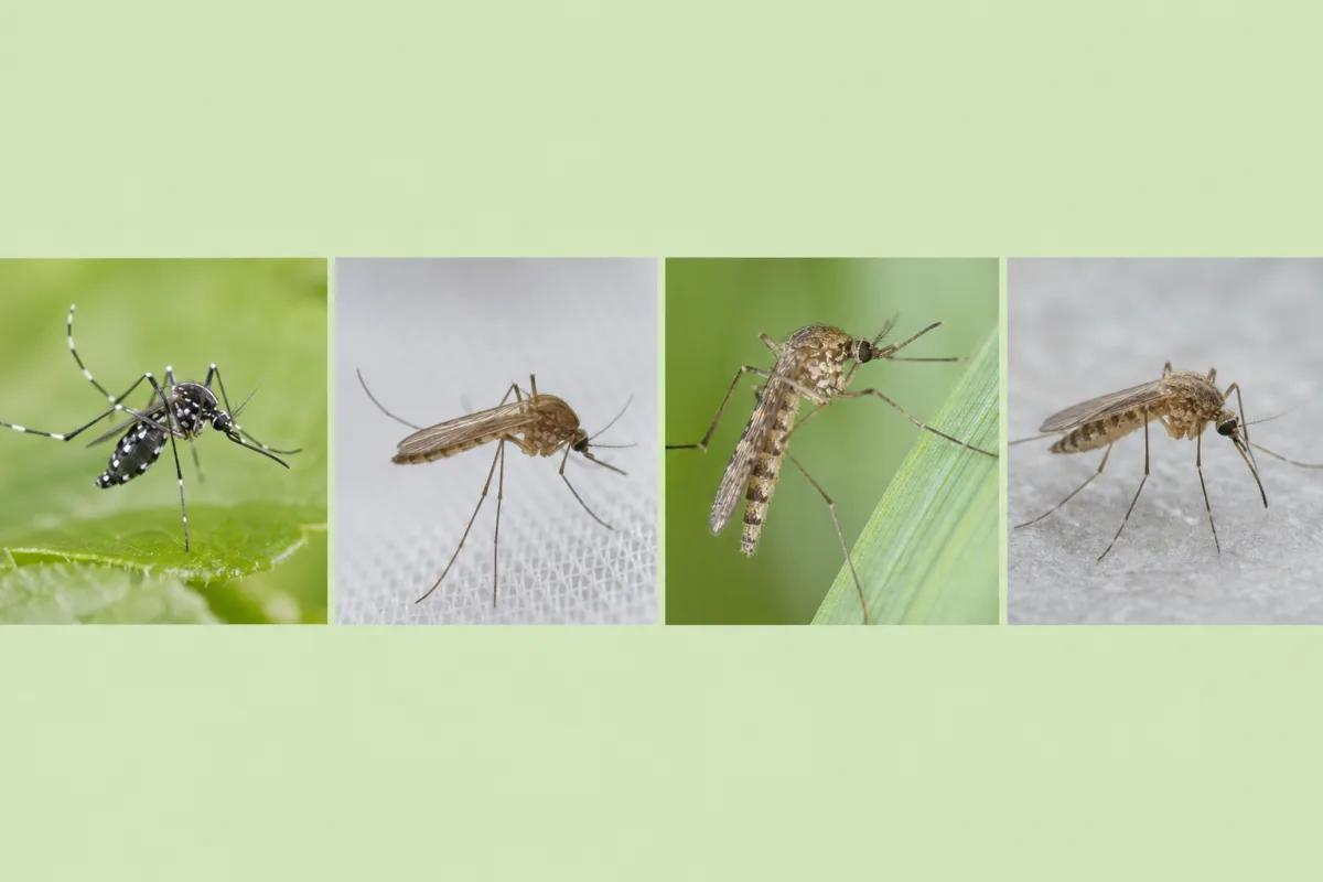 Plusieurs espèces de moustiques alignées, dont le moustique tigre