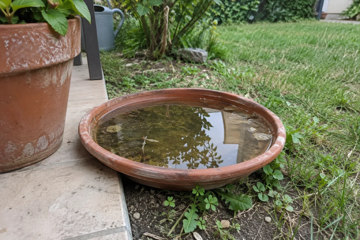 Dans un jardin d’une commune en France, une soucoupe de pot de fleurs remplie d’eau stagnante est posée près d’une terrasse, illustrant concrètement un gîte larvaire domestique