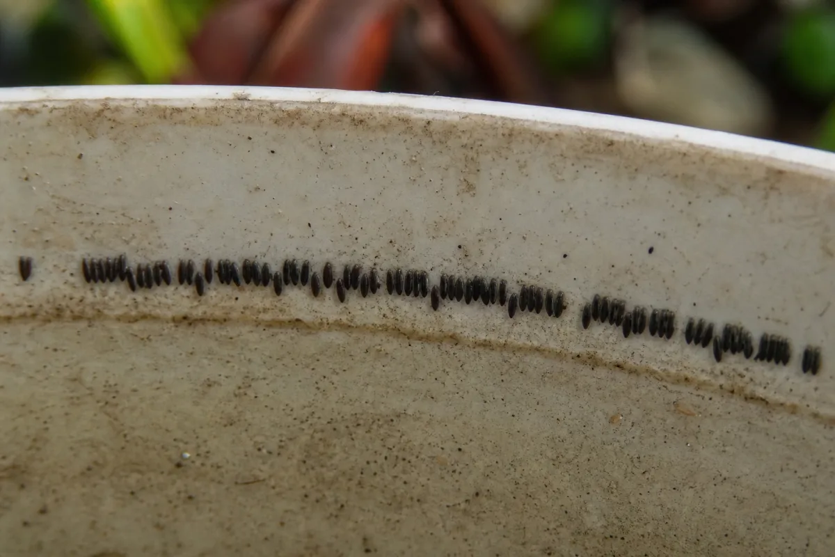 Œufs de moustique tigre collés sur la paroi d’une soucoupe
