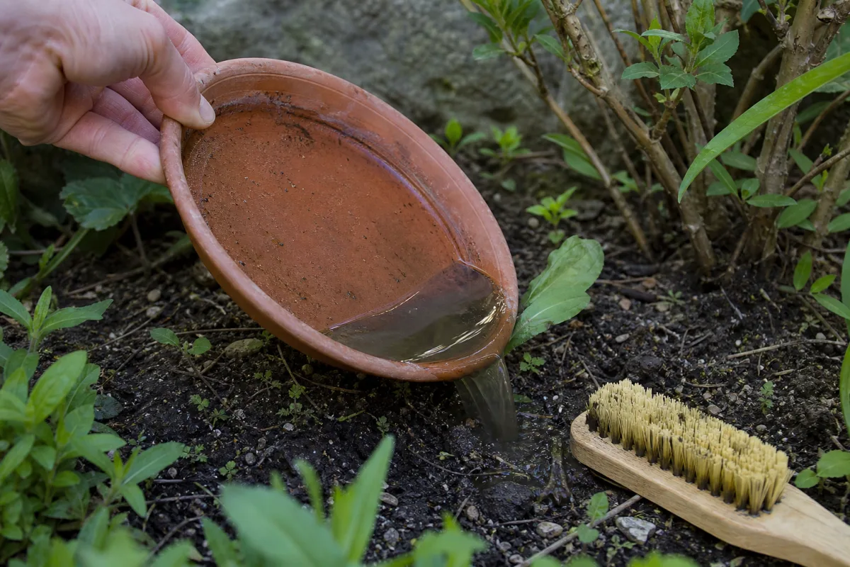 Main vidant une soucoupe contenant des larves de moustiques dans la terre