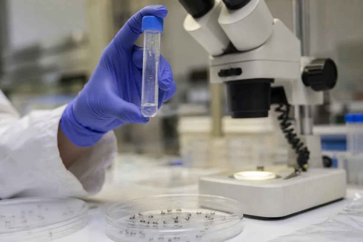 Analyse de moustiques en laboratoire pour la surveillance du virus West Nile
