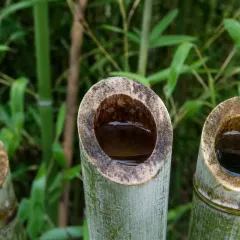 Bambous, exemple de gîte larvaire