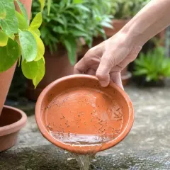 Soucoupes et vases, exemple de gîte larvaire