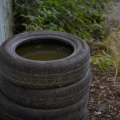 Pneus usagés, exemple de gîte larvaire