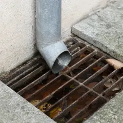 Regards d’eau pluviale, exemple de gîte larvaire
