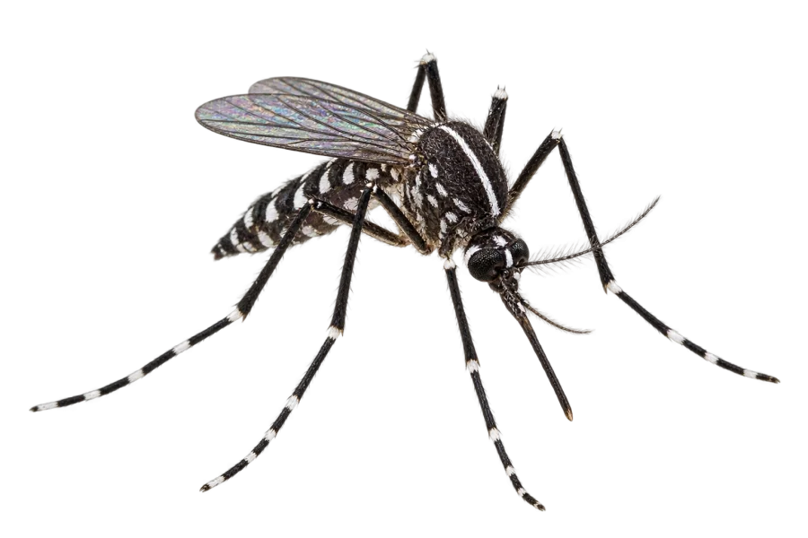 Moustique tigre (Aedes albopictus) : corps noir, ligne blanche sur le thorax et pattes rayées de blanc