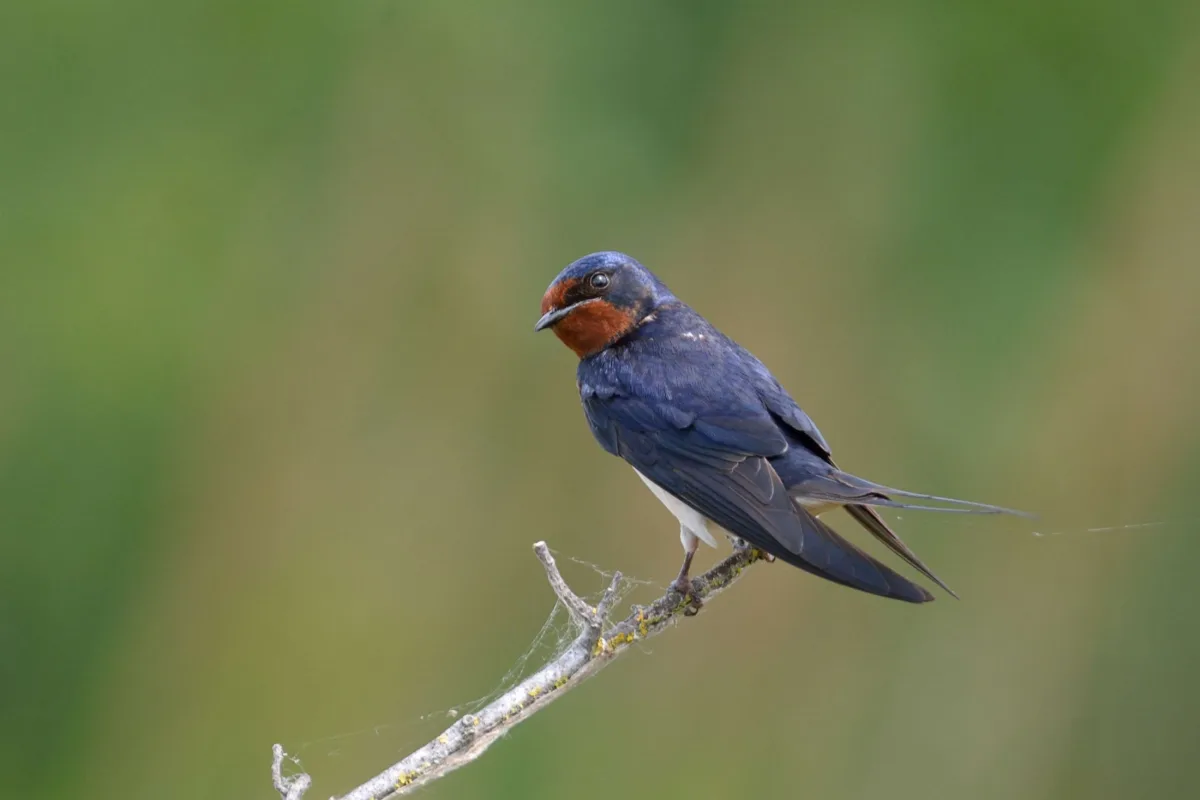 Hirondelle rustique au dos bleu sombre et à la gorge rousse, posée sur une branche sèche