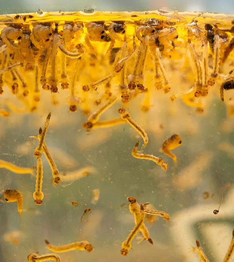 Larves et nymphes de moustique suspendues sous la surface d’une eau jaunâtre, vues à travers la paroi d’un récipient