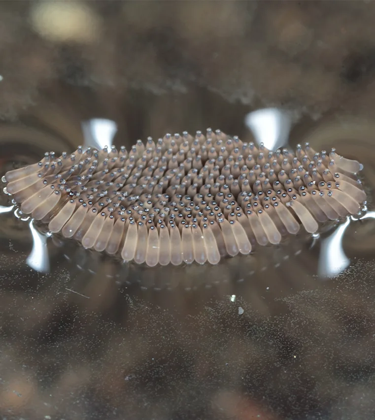 Nacelle d’œufs de moustique commun flottant à la surface de l’eau, des dizaines d’œufs allongés serrés les uns contre les autres