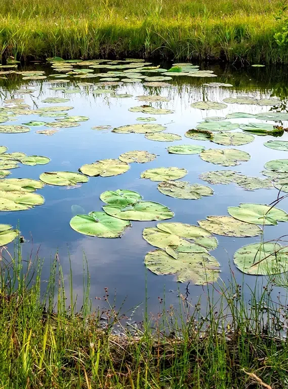 Mare aux eaux calmes couverte de feuilles de nénuphar, bordée de hautes herbes