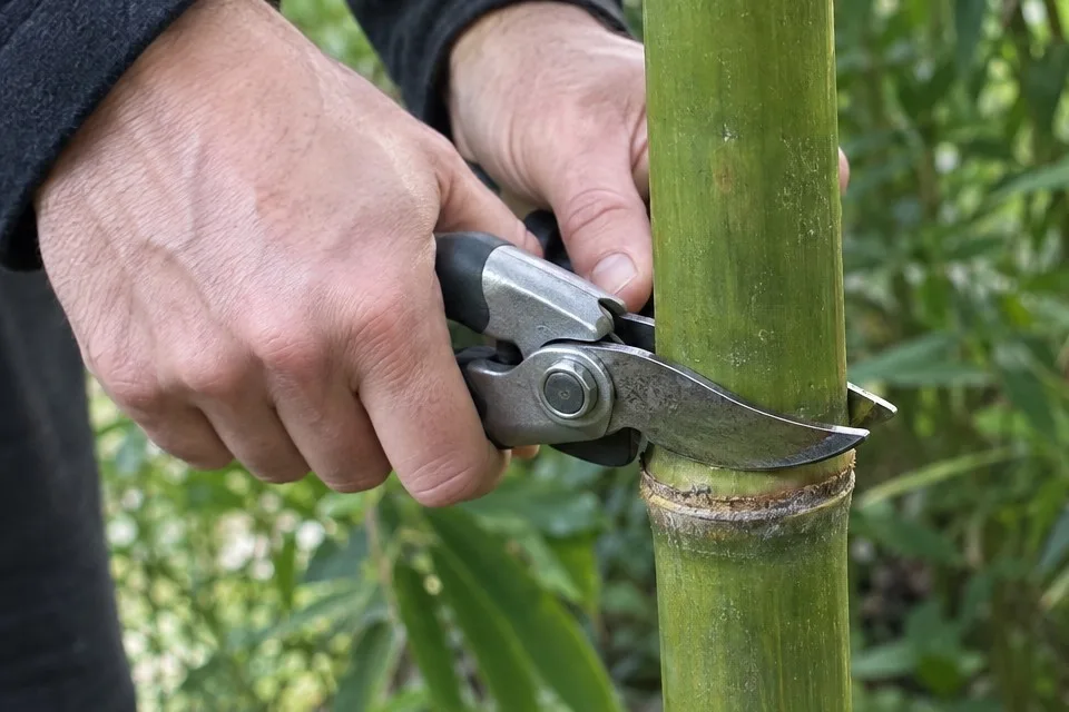 Mains qui coupent une tige de bambou vert au sécateur, la lame posée juste au-dessus d’un nœud