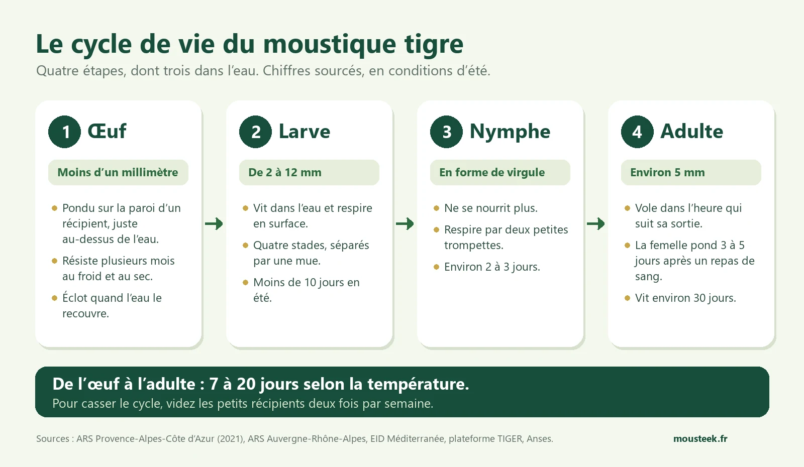Infographie du cycle de vie du moustique tigre en quatre étapes : œuf, larve, nymphe et adulte, de 7 à 20 jours selon la température