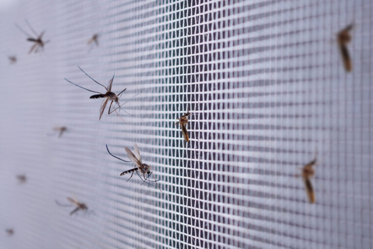 many-mosquitoes-insect-net-wire-screen-close-up-house-window